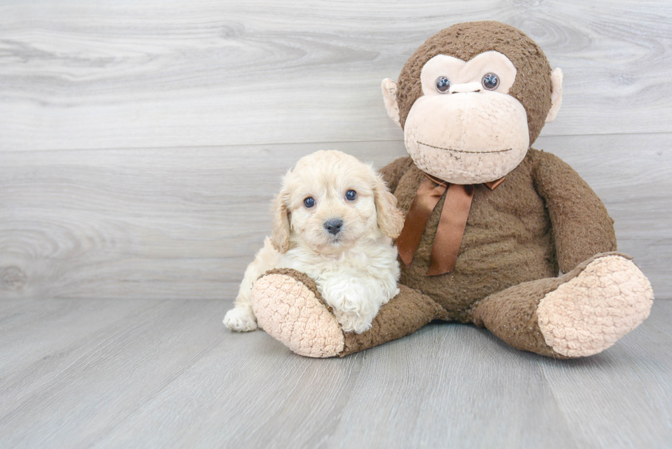 Small Cavachon Baby