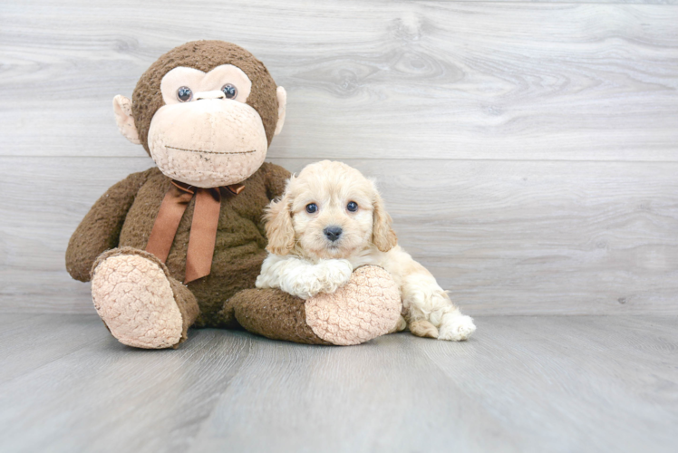 Cute Cavachon Baby