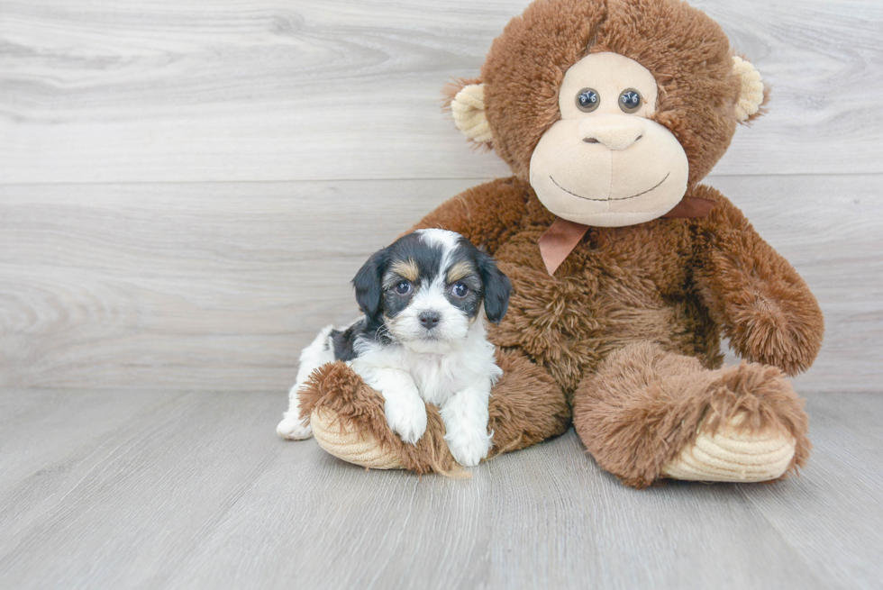 Sweet Cavachon Baby