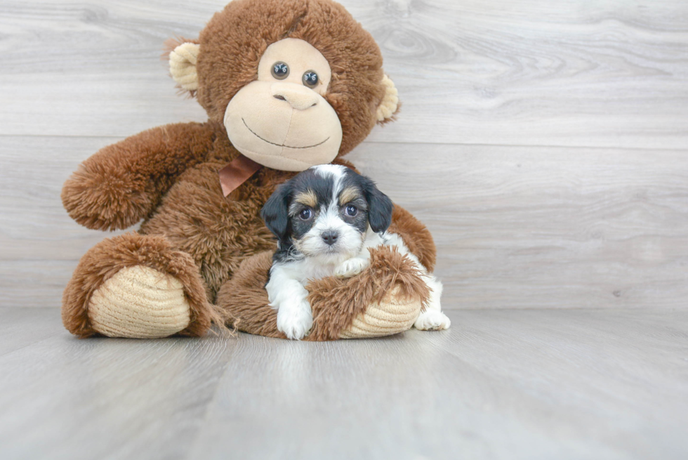 Best Cavachon Baby