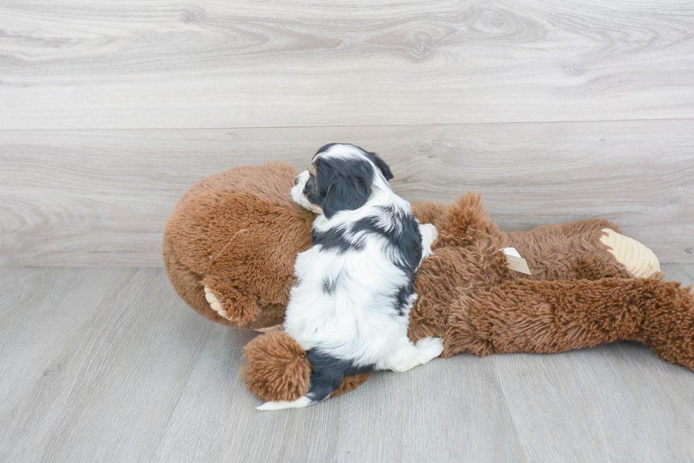 Best Cavachon Baby