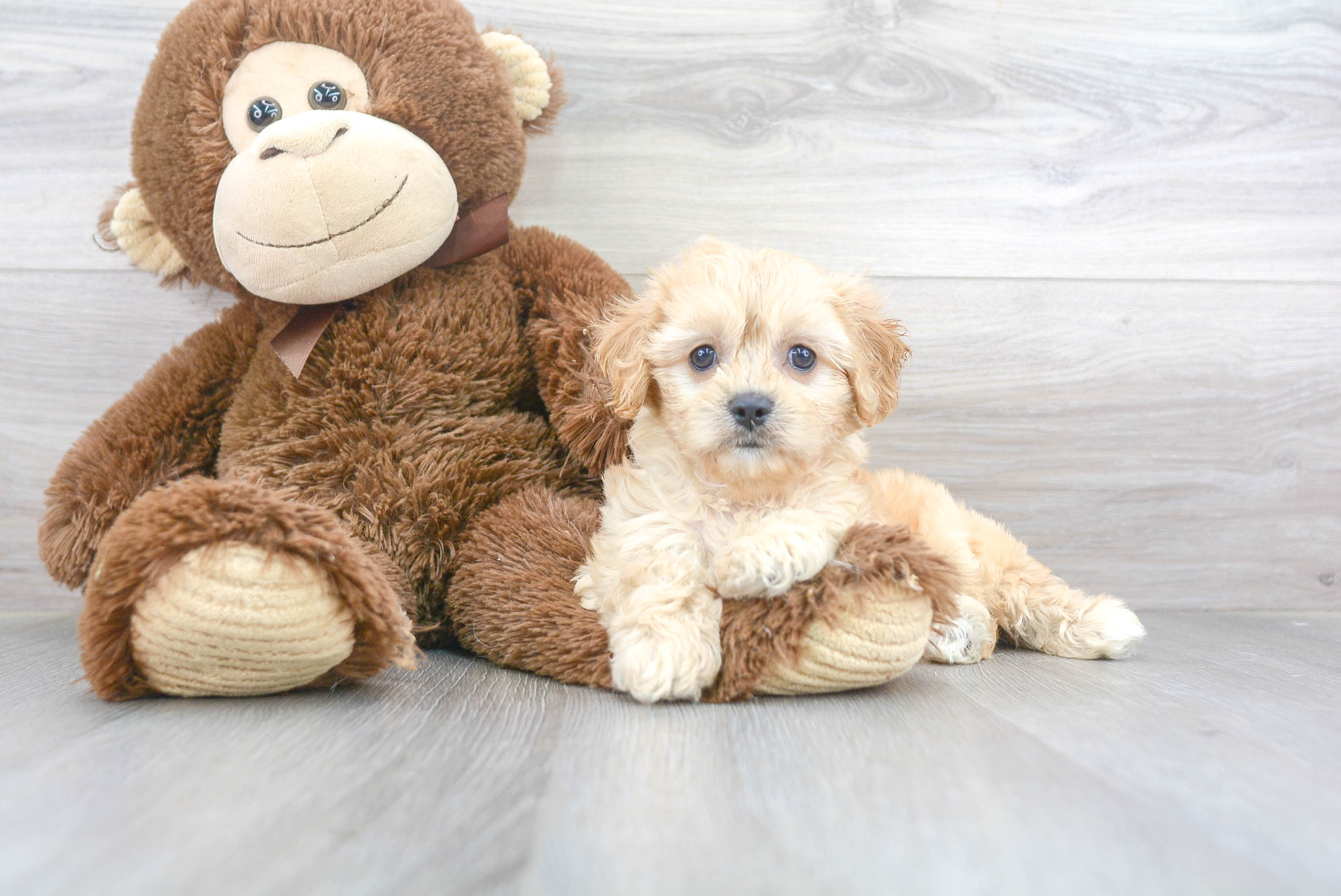 Cavachon Puppy for Adoption