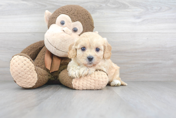 Cavachon Pup Being Cute