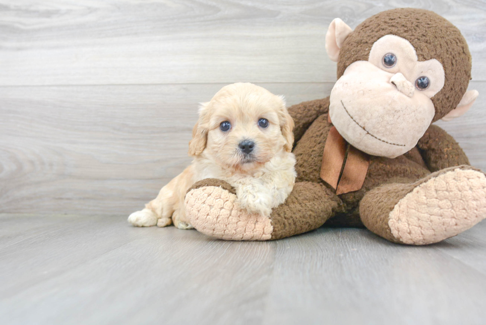 Sweet Cavachon Baby