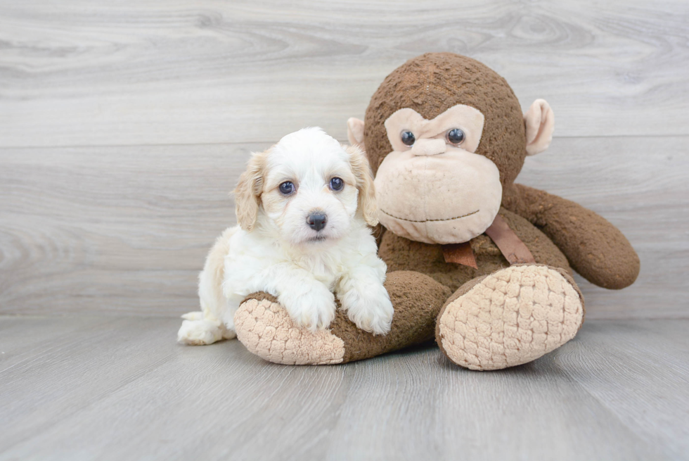 Cavachon Pup Being Cute