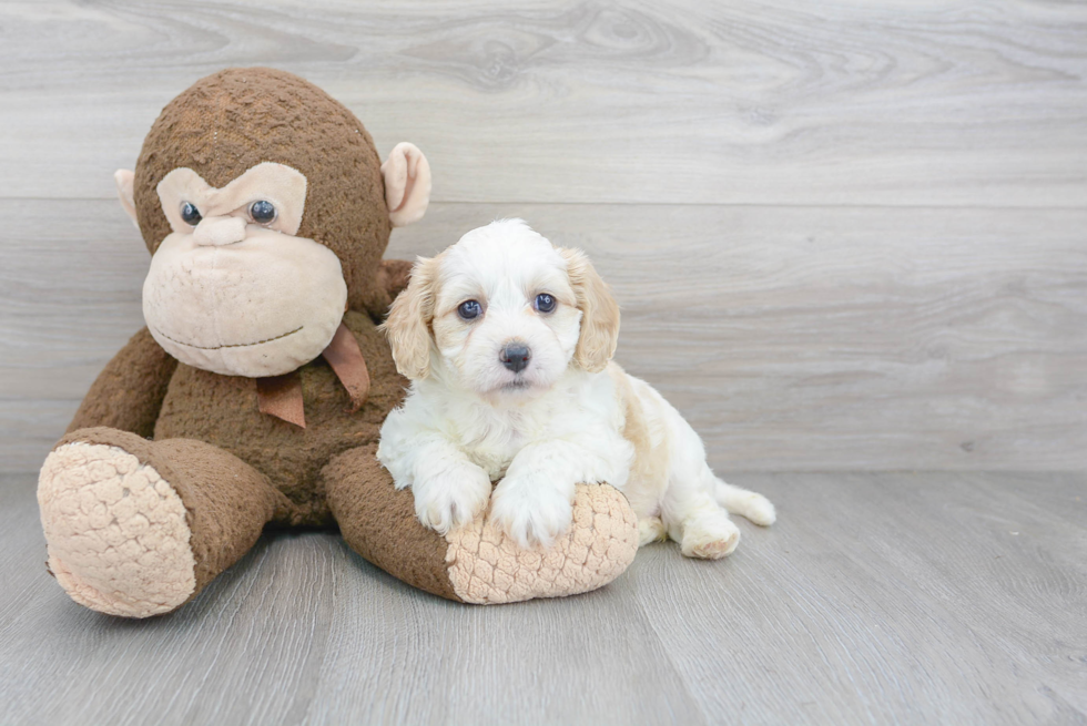 Cavachon Puppy for Adoption