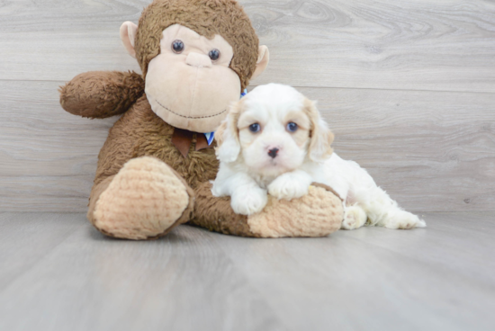 Adorable Cavalier Designer Puppy