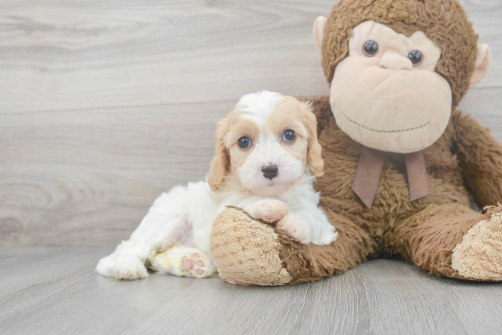 Best Cavachon Baby