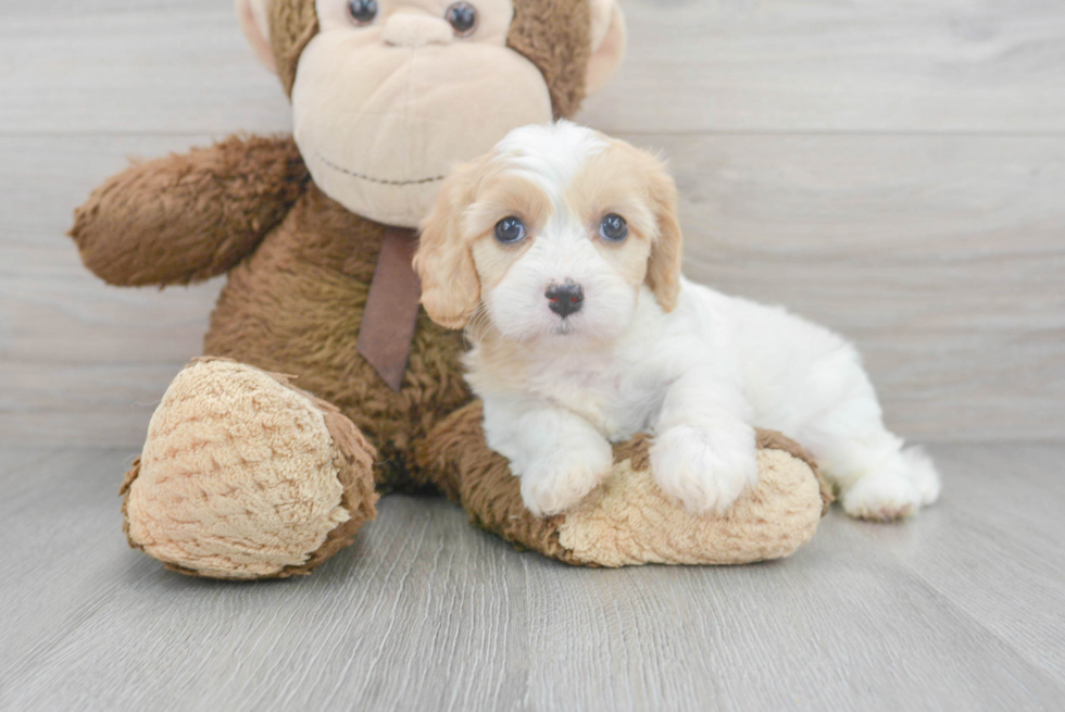 Small Cavachon Baby