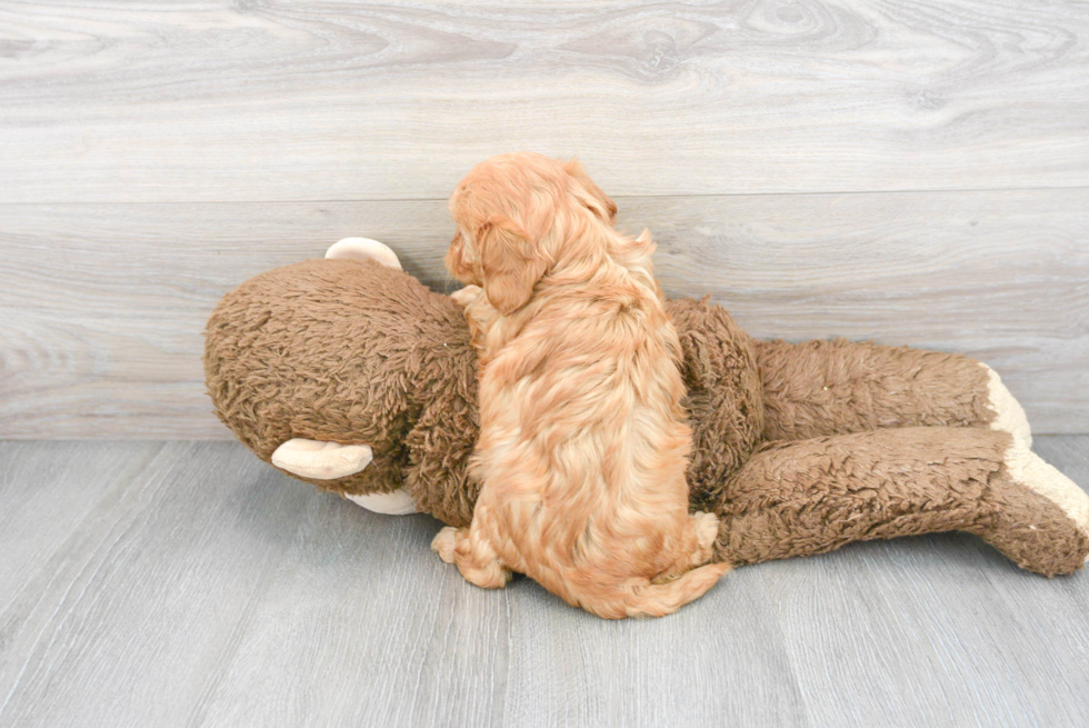 Popular Cavachon Designer Pup