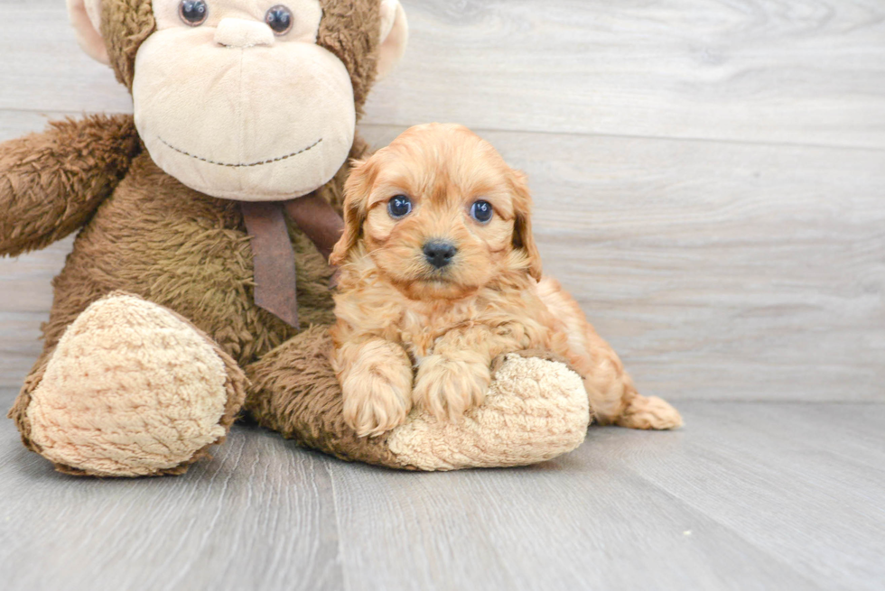 Happy Cavachon Baby