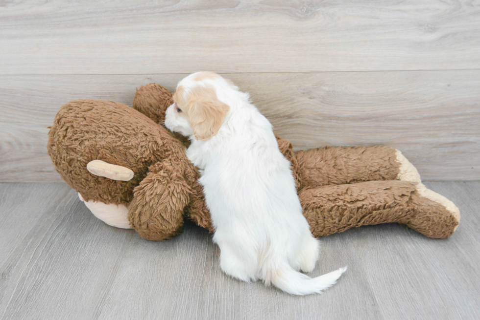 Cavachon Puppy for Adoption