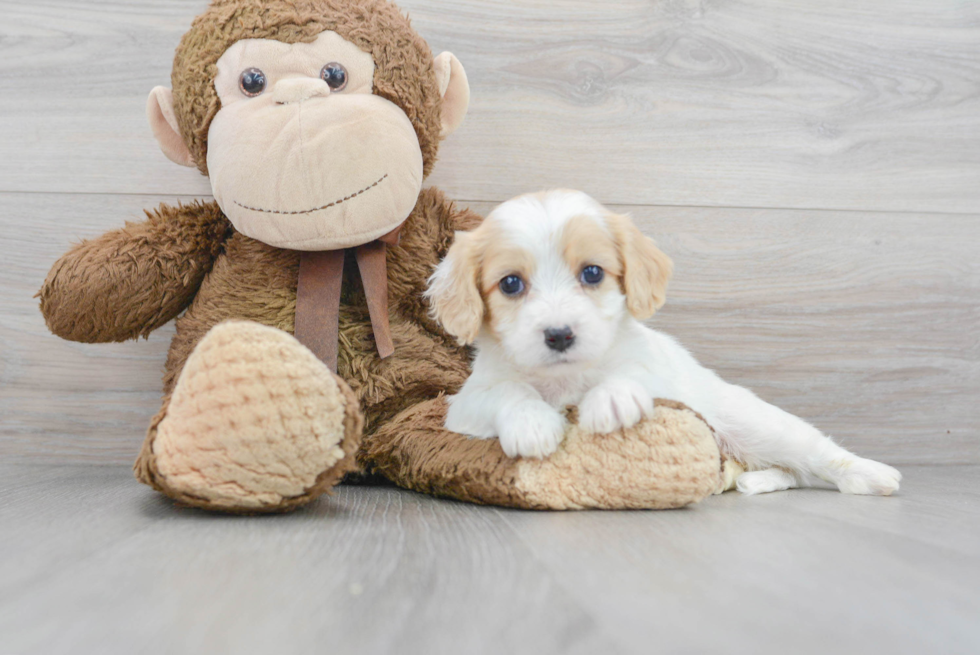 Cavachon Puppy for Adoption