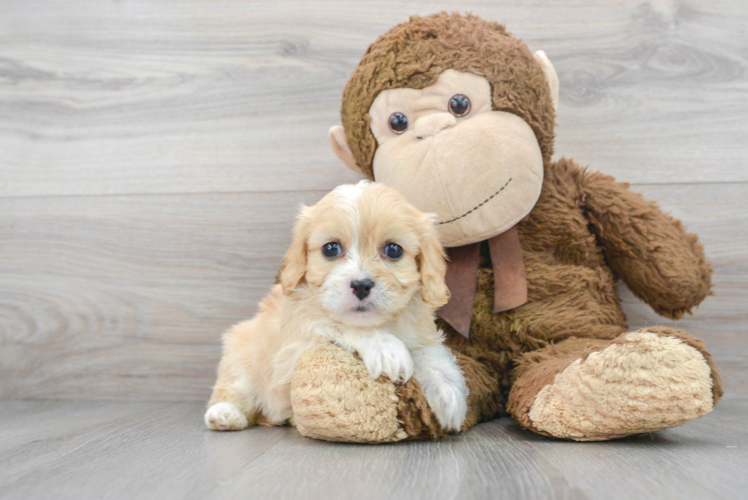 Cute Cavachon Baby