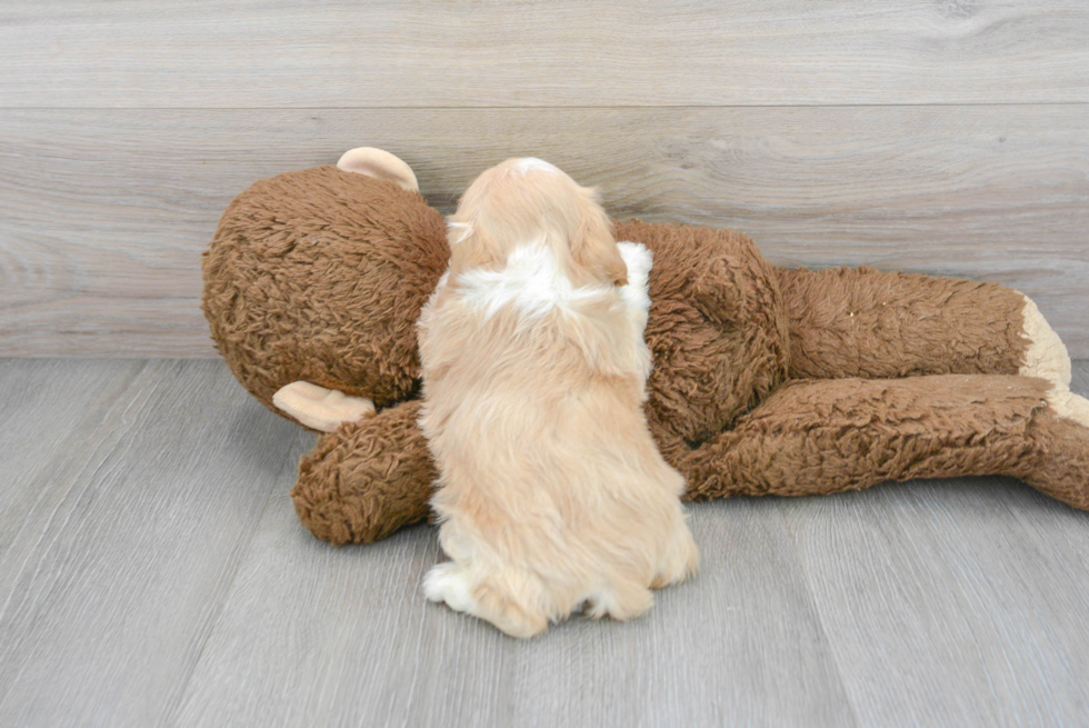 Fluffy Cavachon Designer Pup