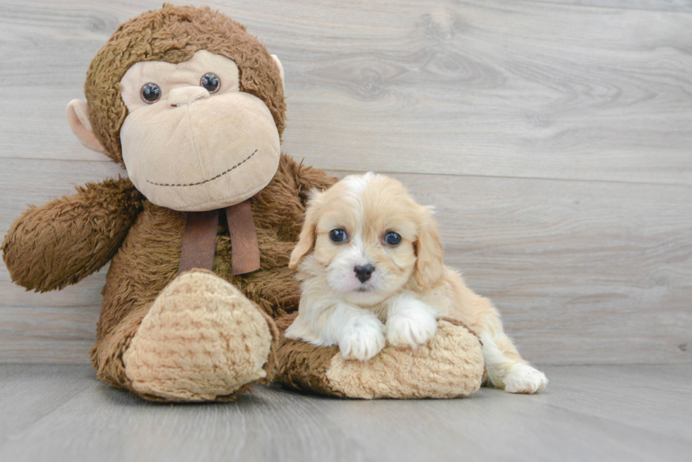 Playful Cavalier Designer Puppy