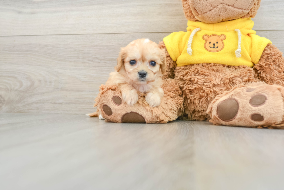 Cute Cavachon Baby