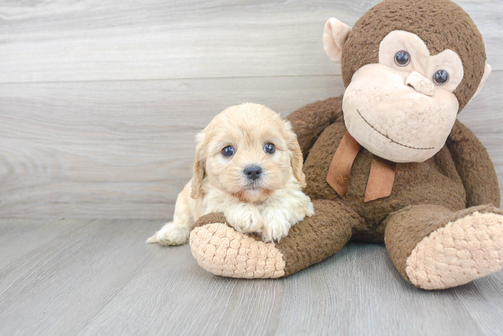 Best Cavachon Baby