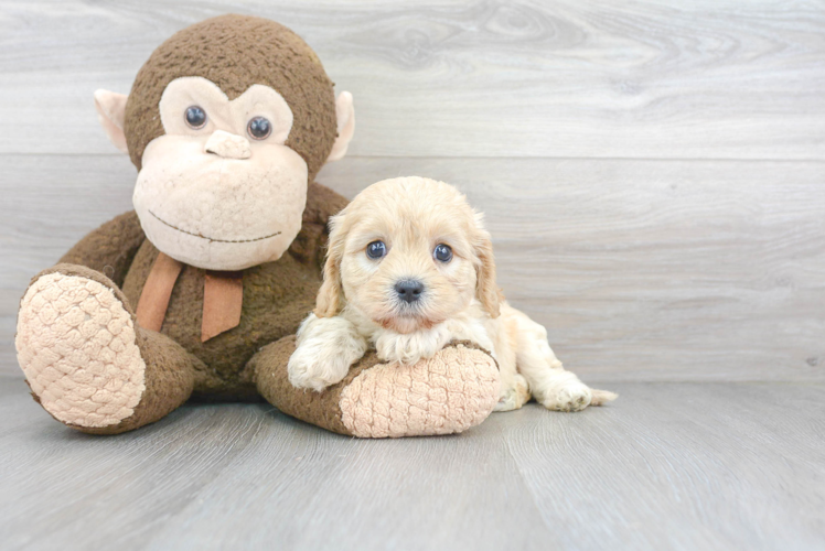 Petite Cavachon Designer Pup