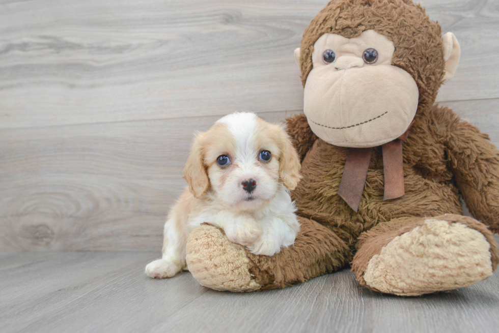 Funny Cavachon Designer Pup