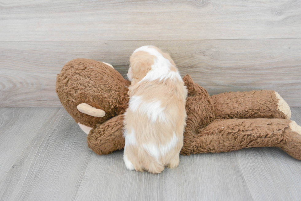 Cavachon Pup Being Cute