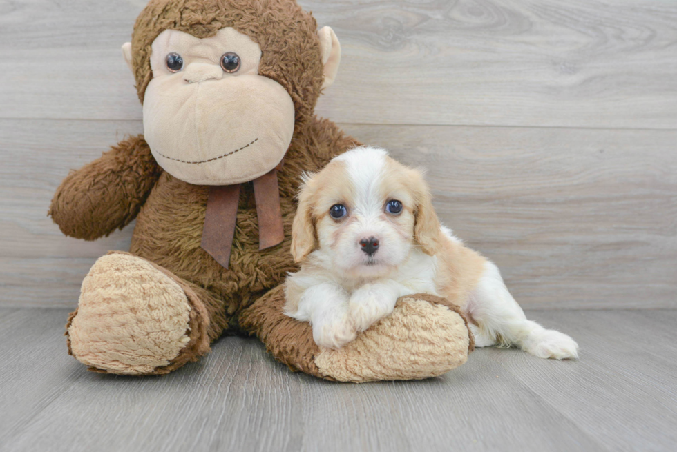 Best Cavachon Baby