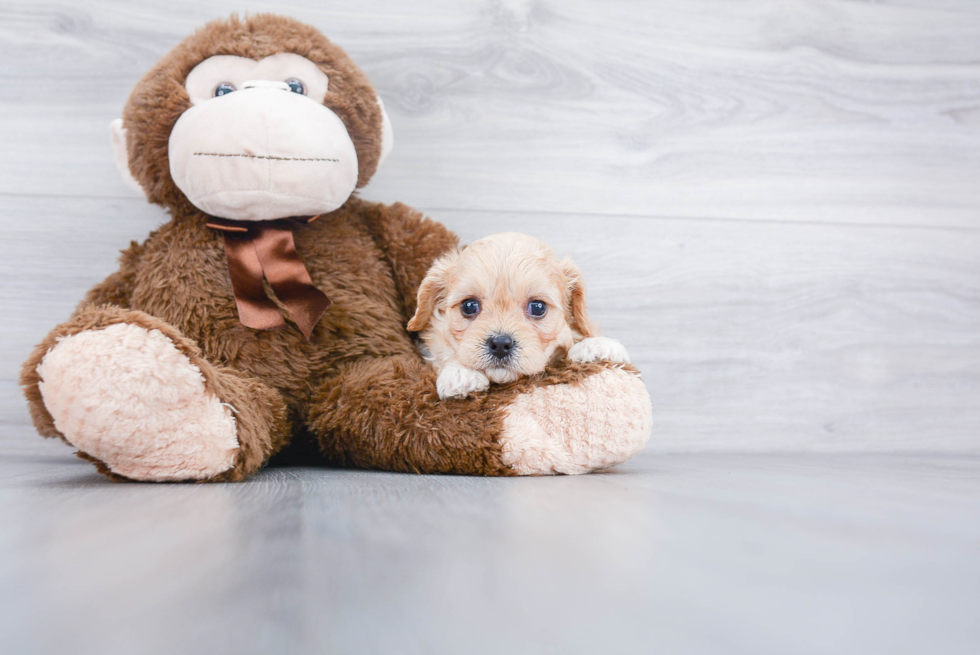 Best Cavachon Baby