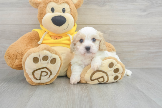 Funny Cavachon Designer Pup