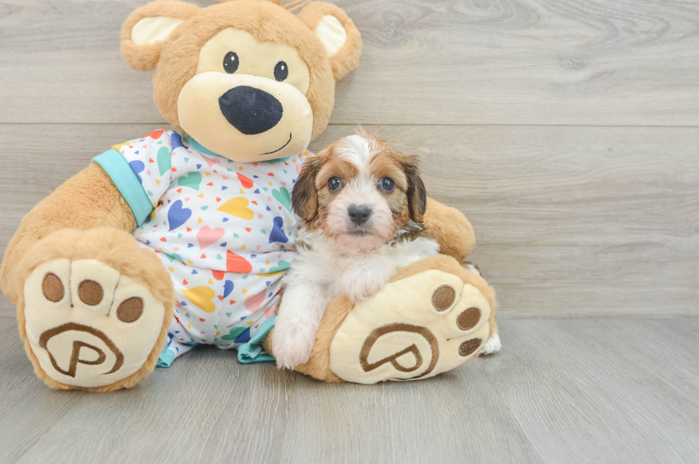 6 week old Cavachon Puppy For Sale - Premier Pups