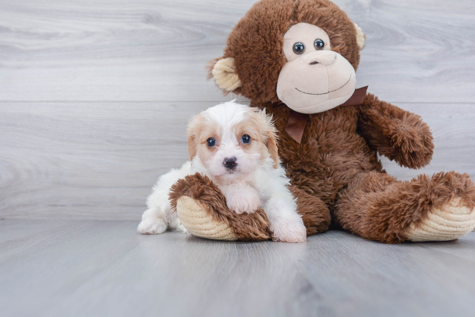 Hypoallergenic Cavalier Designer Puppy