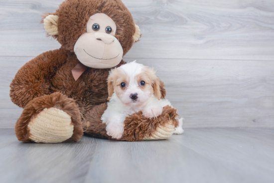 Small Cavachon Baby