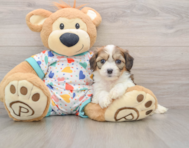 7 week old Cavachon Puppy For Sale - Premier Pups