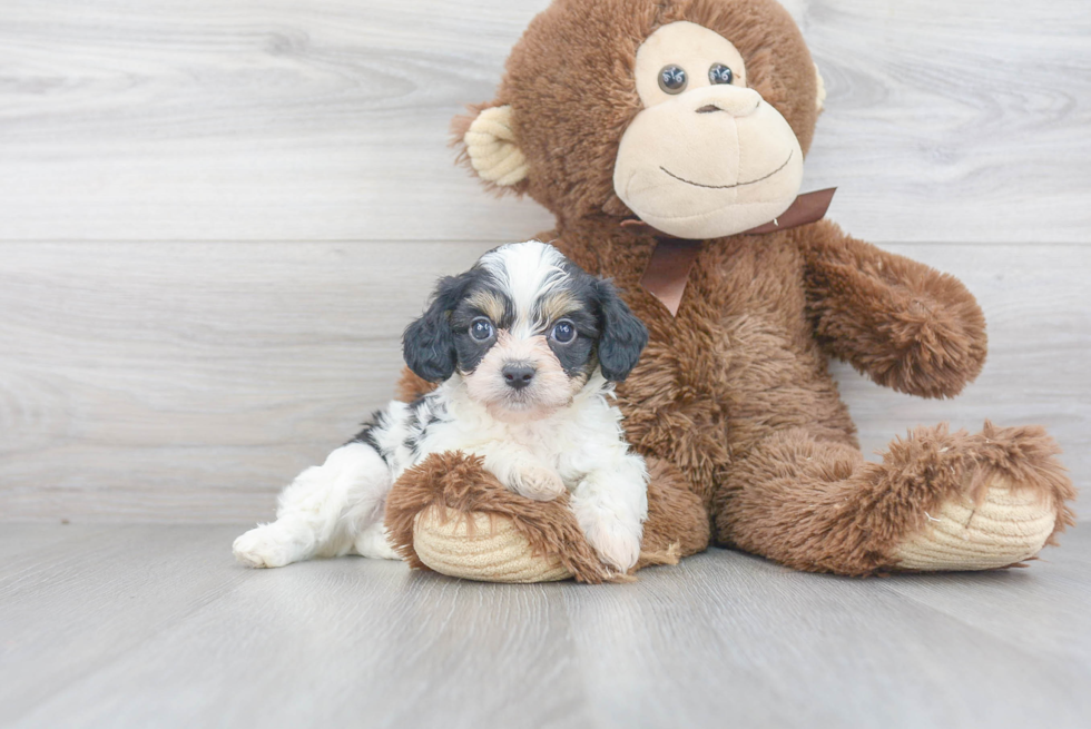 Small Cavachon Baby