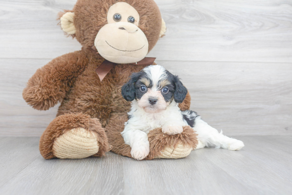 Petite Cavachon Designer Pup