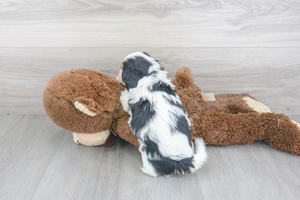 Playful Cavalier Designer Puppy