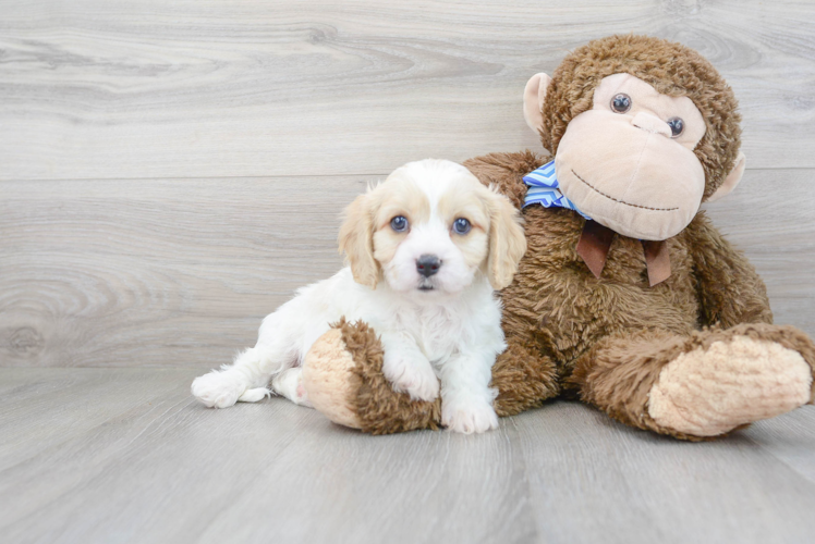 Petite Cavachon Designer Pup