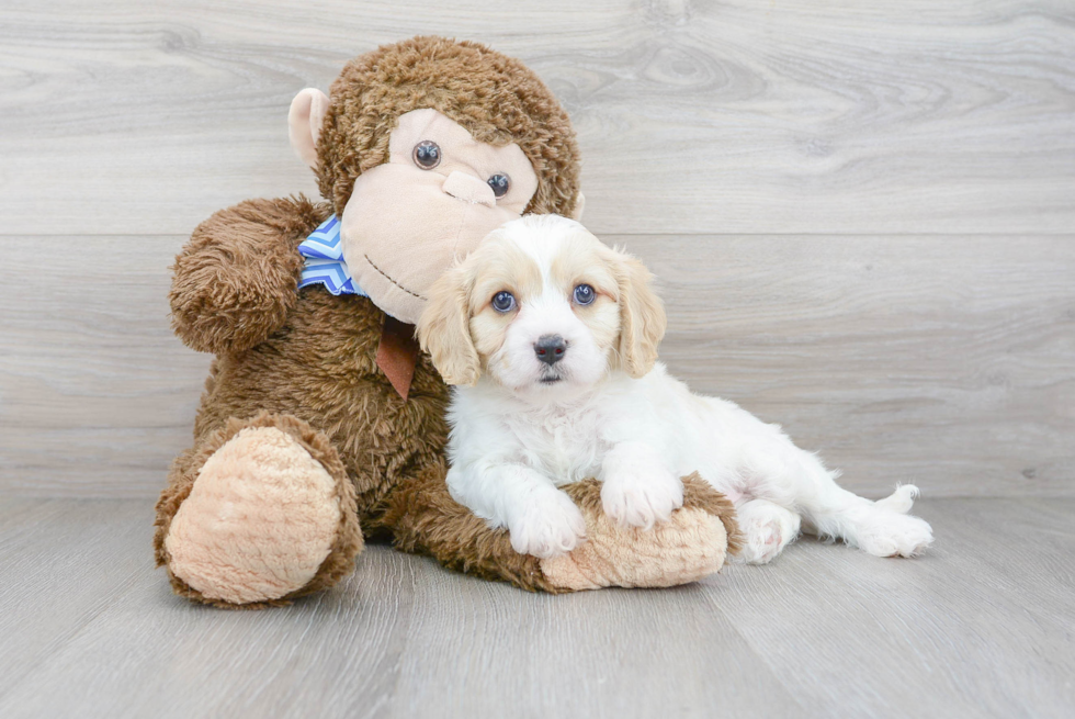 Cavachon Puppy for Adoption