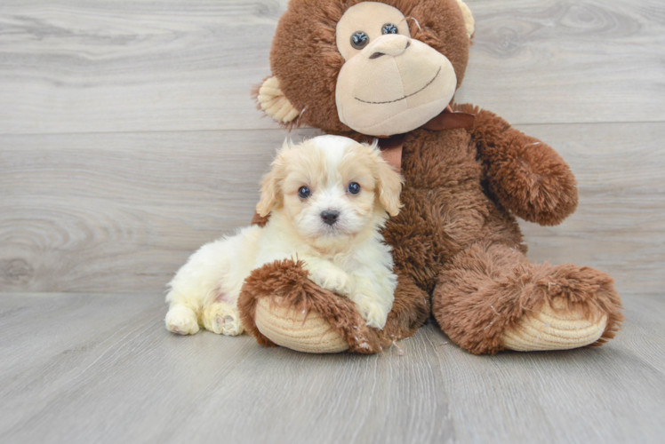 Adorable Cavalier Designer Puppy