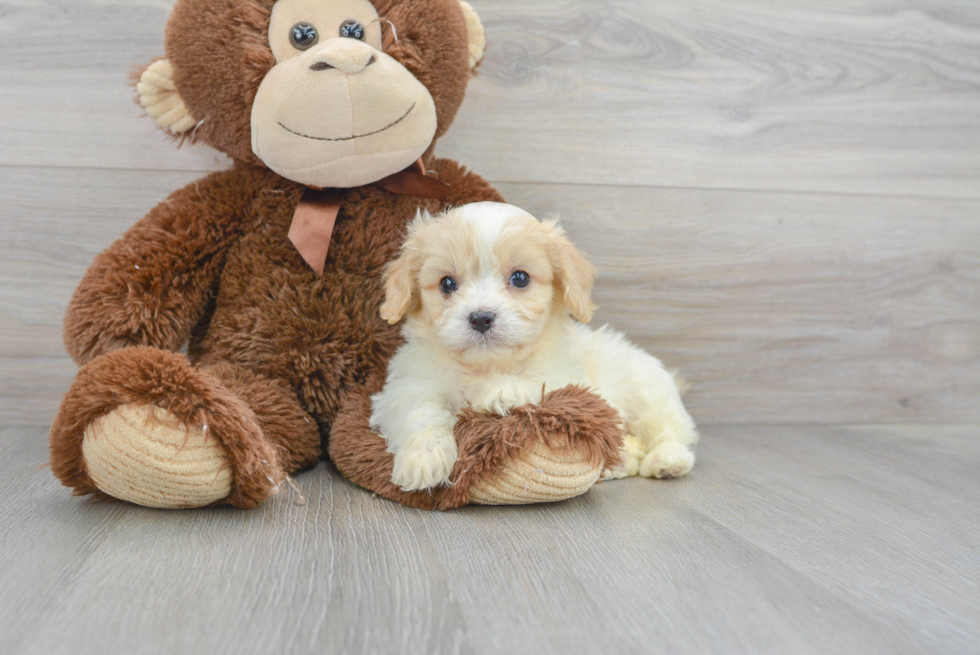 Cavachon Puppy for Adoption