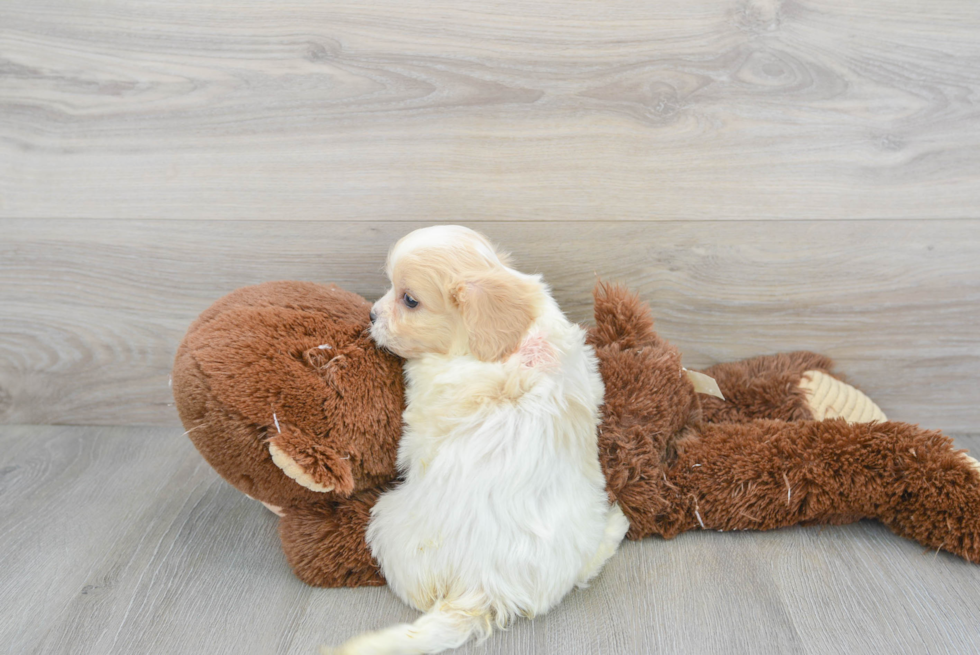 Playful Cavalier Designer Puppy