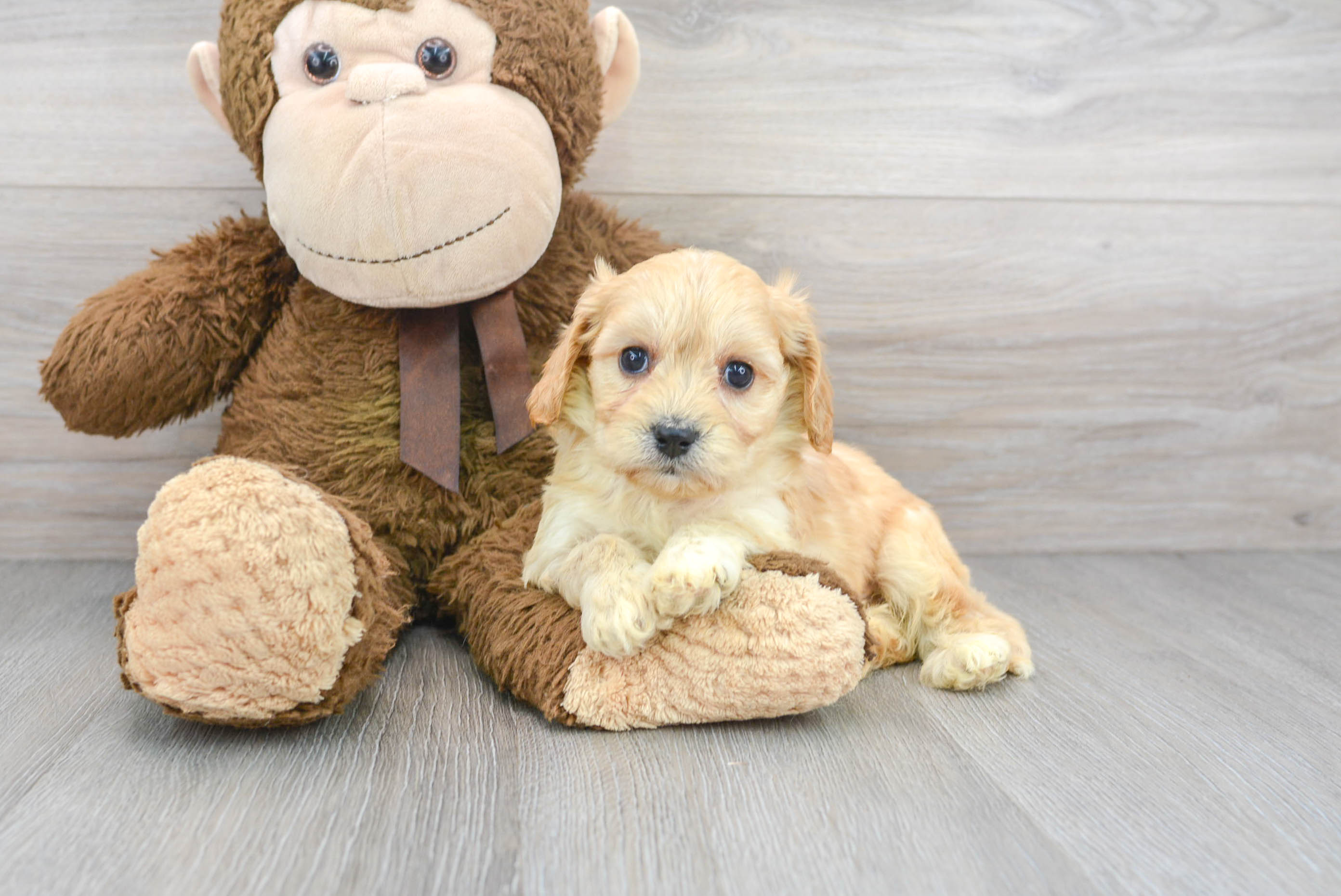 Small Cavachon Baby
