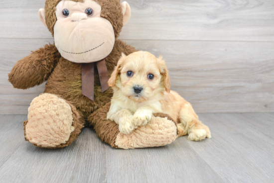 Small Cavachon Baby