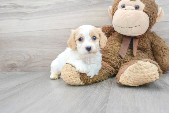 Smart Cavachon Designer Pup