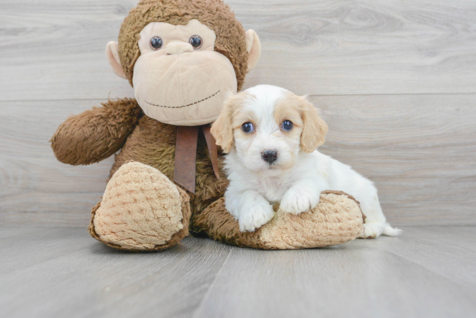 Cavachon Puppy for Adoption