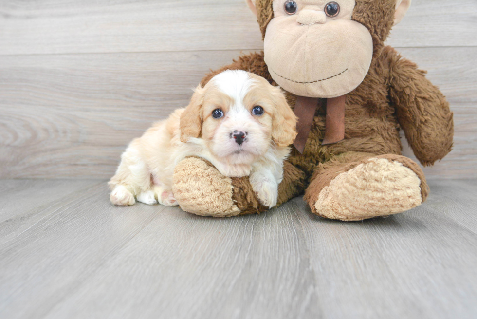 Hypoallergenic Cavalier Designer Puppy