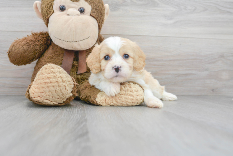 Cavachon Pup Being Cute