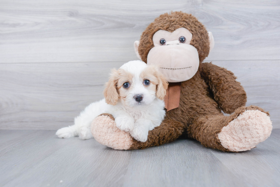 Cavachon Pup Being Cute