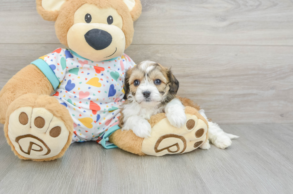 6 week old Cavachon Puppy For Sale - Premier Pups