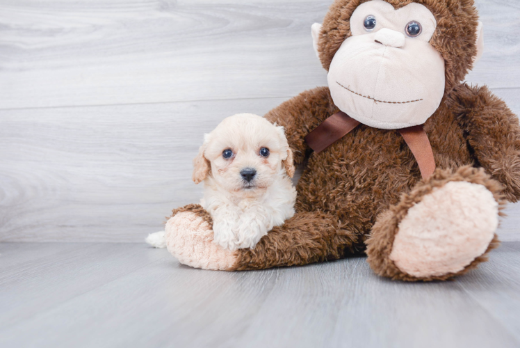 Adorable Cavalier Designer Puppy