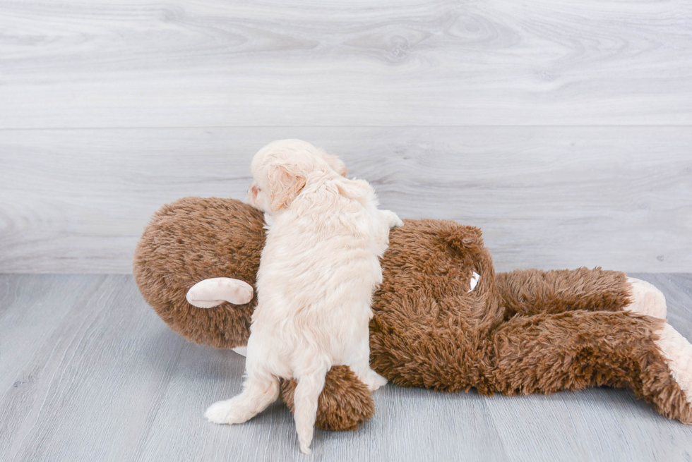 Fluffy Cavachon Designer Pup